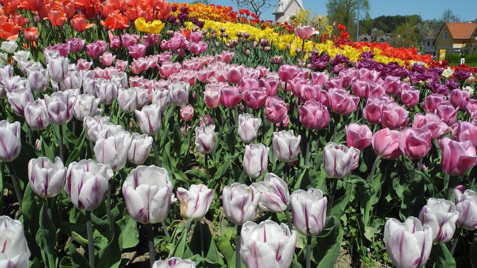Hiking route Tulip Trail (Tulpenwanderweg) - Touren-Impression #2.1 | © Gemeinde Edelsbach