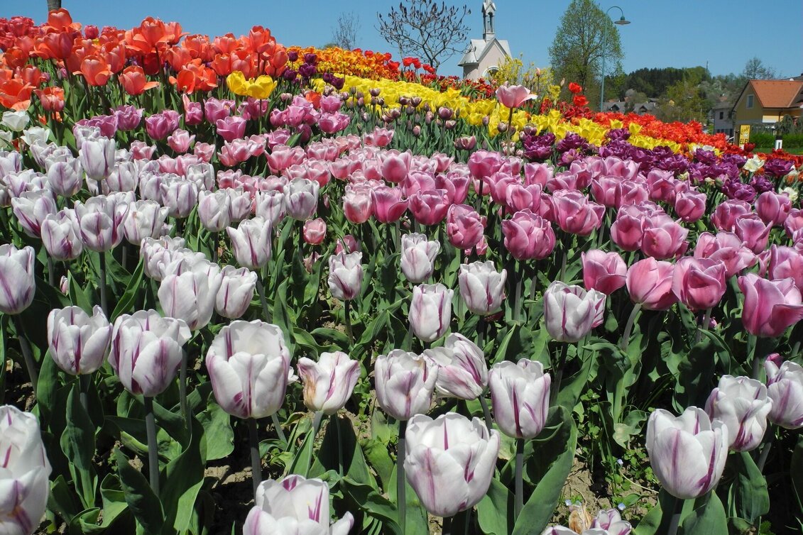 Hiking route Tulip Trail (Tulpenwanderweg) - Touren-Impression #1 | © Gemeinde Edelsbach