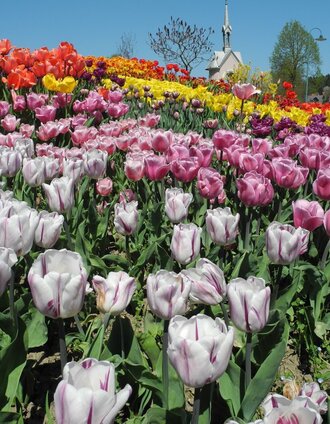 Tulpenblütenmeer | Margit Dunkl | © Gemeinde Edelsbach