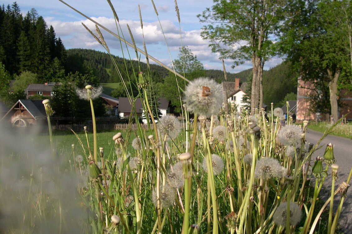Wanderung Oberdissau-Rundweg, Fischbach - Touren-Impression #1 | © Tourismus Fischbach, Foto Johann Zink