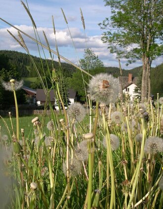 Oberdissau | Marianne Dornhofer | © Tourismus Fischbach, Foto Johann Zink
