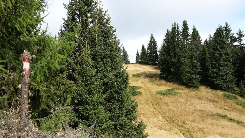 Wanderung Weg zum Stolzalpengipfel - Touren-Impression #2.1 | © Tourismusverband Murau