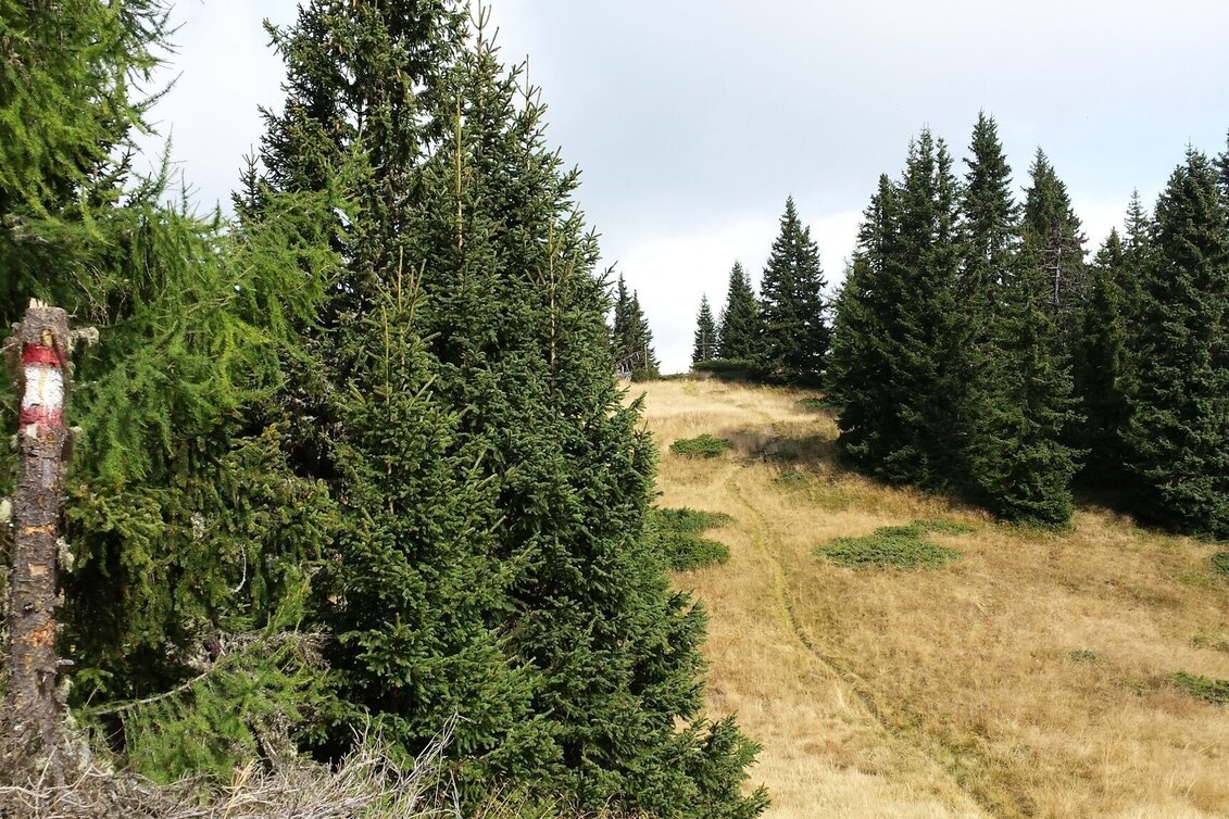 Wanderung Weg zum Stolzalpengipfel - Touren-Impression #1 | © Tourismusverband Murau