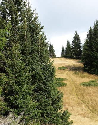 Letzter Anstieg zum Gipfelkreuz | Tourismusverband Murau | © Tourismusverband Murau