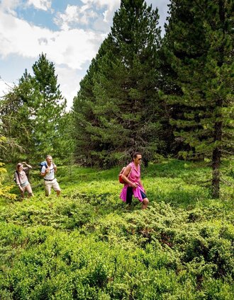 Zirbenwald am Kreischberg | Tom Lamm | © Tourismusverband Murau
