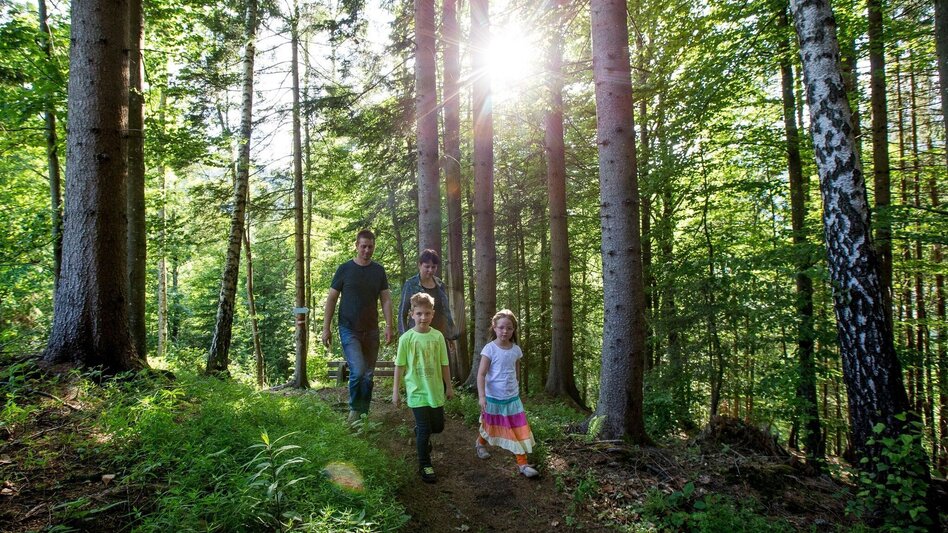 Wanderung Käferweg von Murau Richtung Stolzalpe - Touren-Impression #2.1 | © Tourismusverband Murau