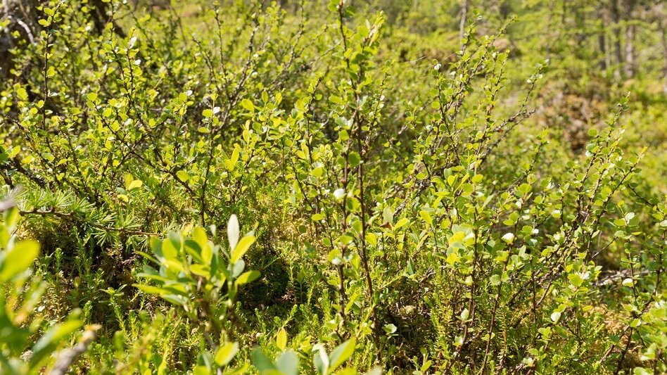 Regional hiking trail 2-days-hike: Wild Waters - Touren-Impression #2.9 | © Tourismusverband Schladming - Norbert Freudenthaler