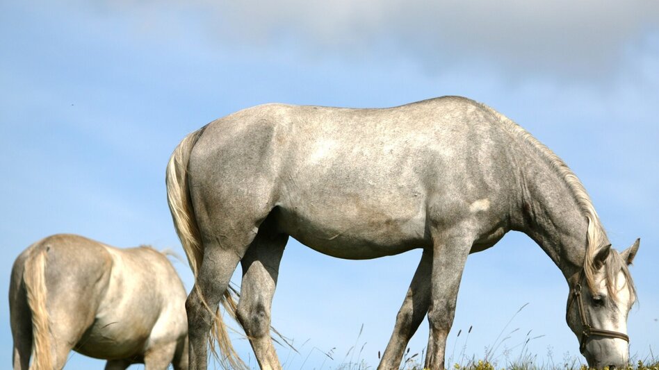 Wanderung Römerweg auf der Stubalm - Touren-Impression #2.4 | © Harry Schiffer - www.photodesign.at