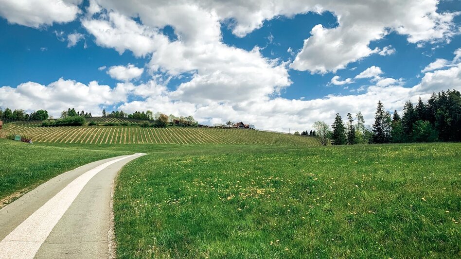 Mountainbike Panoramatour (Eibiswald), Nr. 102 - Touren-Impression #2.2 | © Schilcherland Steiermark