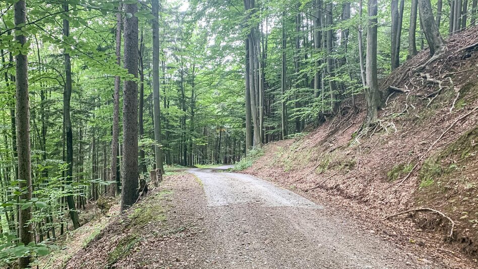 Mountain Biking Auenberg - The most beautiful route to the Radlpass - Touren-Impression #2.4 | © Schilcherland Steiermark