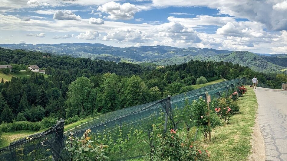Mountain Biking Schilcherland - Rebenland - a change of perspective - Touren-Impression #2.1 | © Südsteiermark