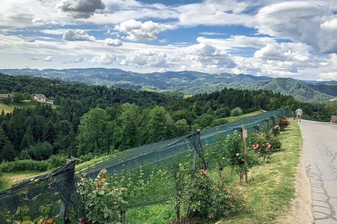 Mountain Biking Schilcherland - Rebenland - a change of perspective - Touren-Impression #1 | © Südsteiermark