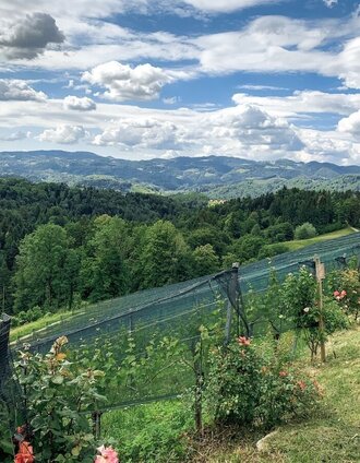 schilcherland - rebenland – ein perspektivenwechsel_img_50131851 | Bernhard Prangl | © Südsteiermark