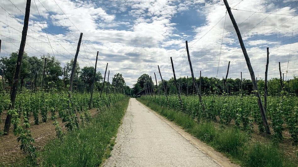 Mountain Biking Schilcherland - Rebenland - a change of perspective - Touren-Impression #2.3 | © Südsteiermark