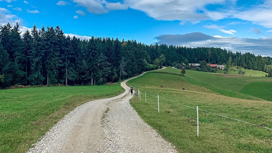 Mountain Biking Odernik Tour - the small Nandl with a big panorama - Touren-Impression #2.1 | © Südsteiermark