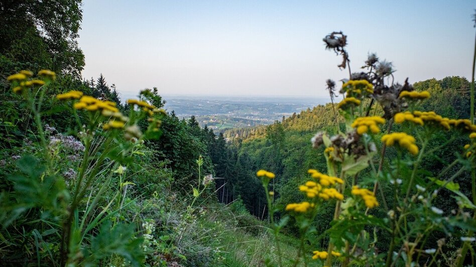 Mountain Biking Around the Kapuner - or the Hausberg circuit - Touren-Impression #2.17 | © Südsteiermark