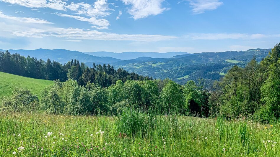 Mountainbike Um den Buchenberg, Nr. 111 - Touren-Impression #2.2 | © Südsteiermark