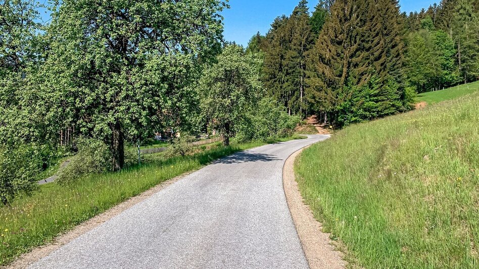 Mountainbike Um den Buchenberg, Nr. 111 - Touren-Impression #2.4 | © Südsteiermark