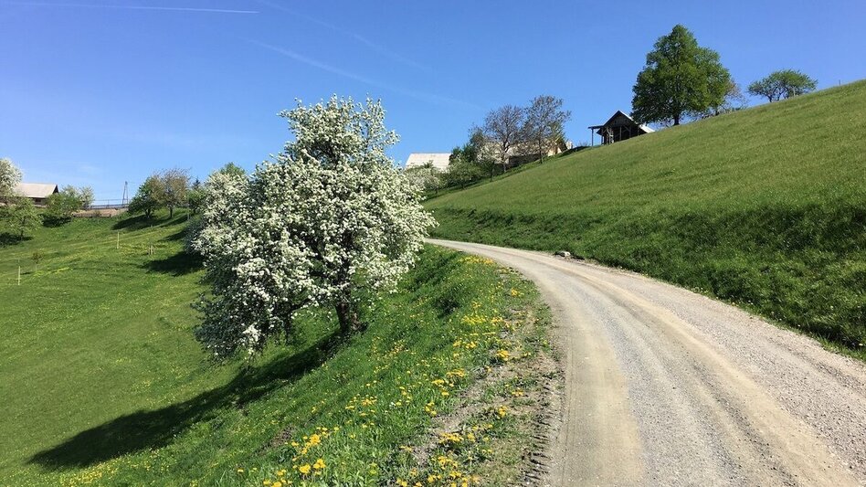 Mountain Biking St. Pongratzen-Svetij Duh - The (re)way is the goal. - Touren-Impression #2.5 | © Schilcherland Steiermark
