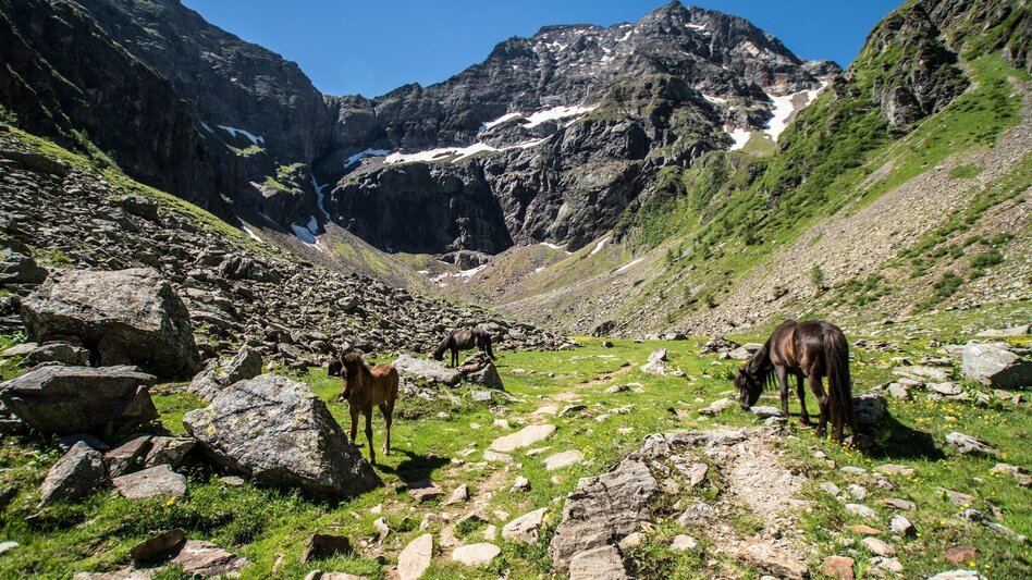Mountain Hike Hochgolling - 2,862 m - Touren-Impression #2.5 | © Gerhard Pilz - www.gpic.at