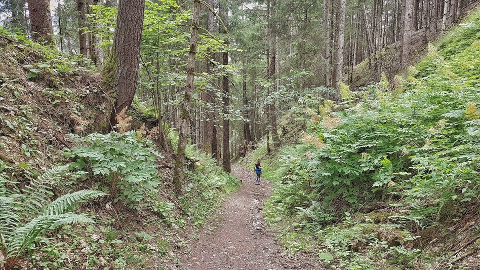 Hiking route Katzenburg Tour - Touren-Impression #2.8 | © Gerhard Pilz