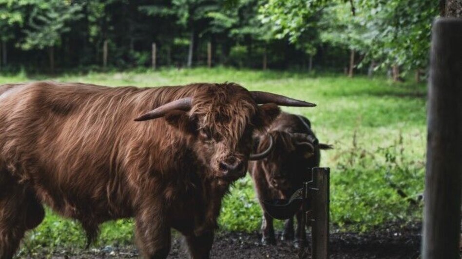 Wanderung Rundweg über Schloss Hollenegg – F5  - Touren-Impression #2.4 | © TV Südsteiermark/Silvan