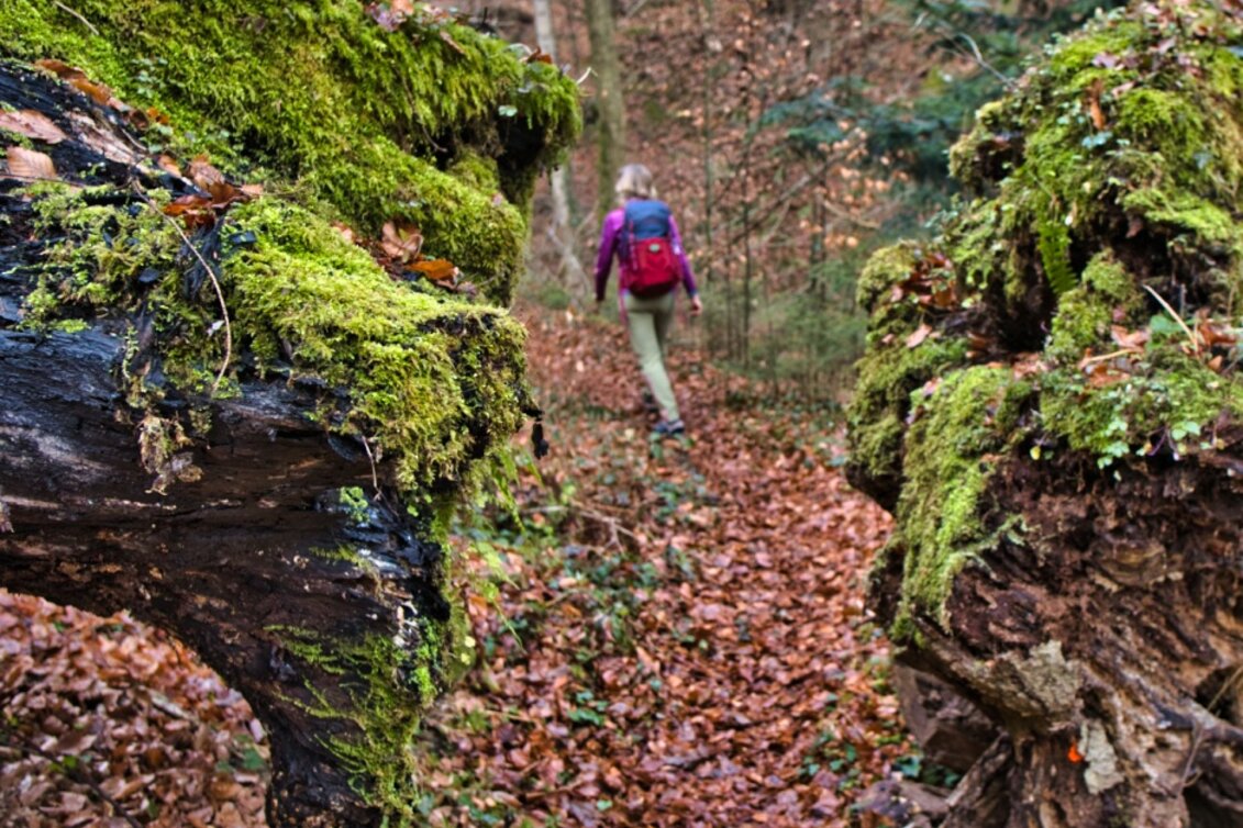 Wanderung Rundweg nach Trahütten Weg Nr. 13 und 14 - Touren-Impression #1 | © TVB/Südsteiermark/WEGES OG Sarcletti / Zienitzer