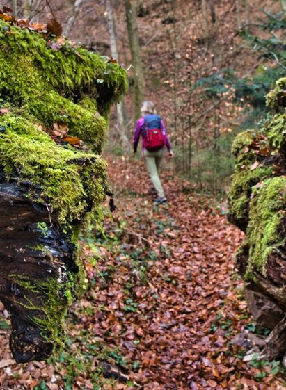 Attraktiver Weg durch den Wald | © TVB/Südsteiermark/WEGES OG Sarcletti / Zienitzer | WEGES OG Sarcletti / Zienitzer | © TVB/Südsteiermark/WEGES OG Sarcletti / Zienitzer