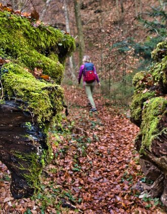 Attraktiver Weg durch den Wald | WEGES OG Sarcletti / Zienitzer | © TVB/Südsteiermark/WEGES OG Sarcletti / Zienitzer