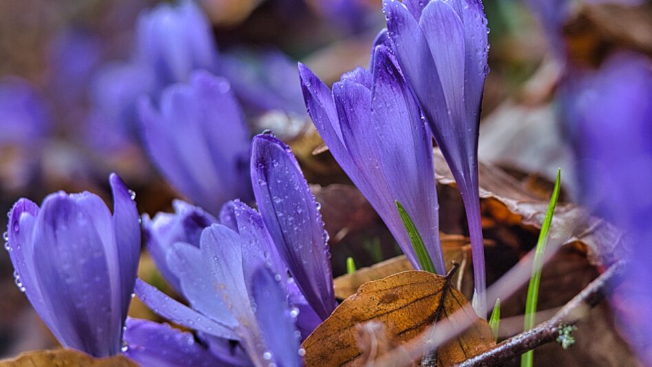 Wanderung Rundweg nach Trahütten Weg Nr. 13 und 14 - Touren-Impression #2.4 | © TVB/Südsteiermark/WEGES OG Sarcletti / Zienitzer