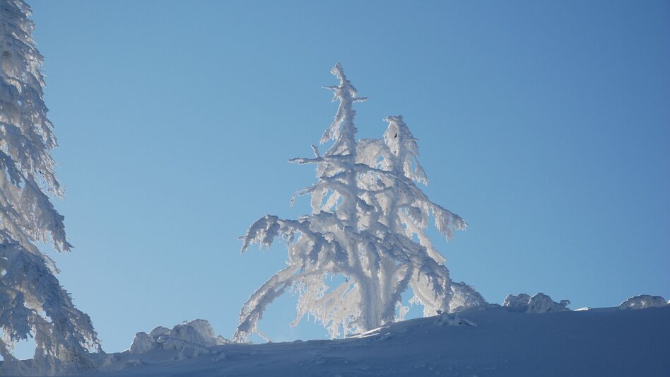 Winter Hiking Pichl-Vorberg Winter Walk - Touren-Impression #2.1 | © Erlebnisregion Schladming-Dachstein