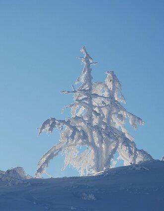 winterwanderweg pichl-vorberg_img_7986996 | Schladming Dachstein | © Erlebnisregion Schladming-Dachstein