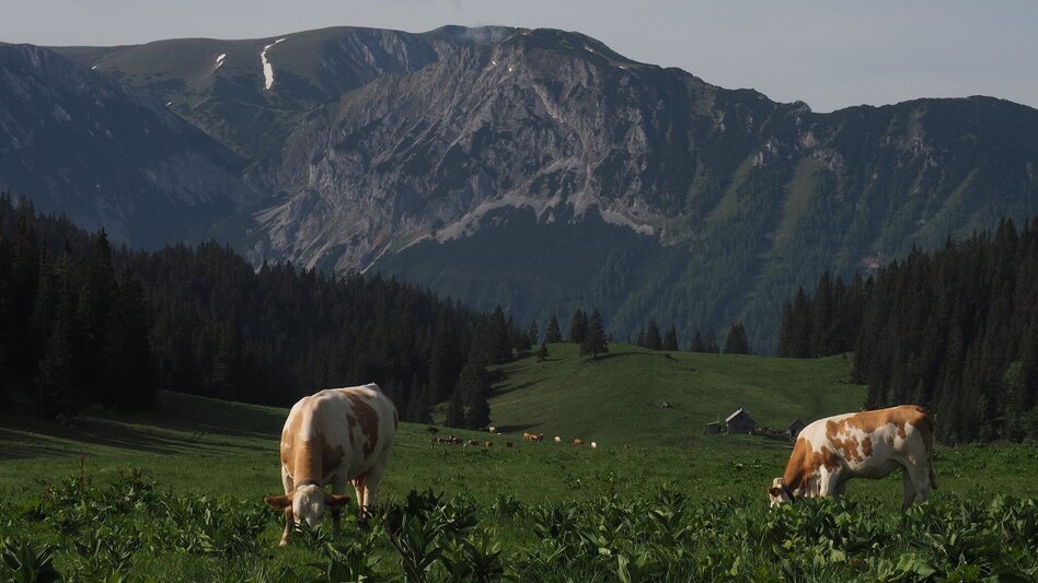 Wanderung 7 Punkte Weg Naturpark Mürzer Oberland - Mariazeller Land - Touren-Impression #2.17 | © TV Hochsteiermark