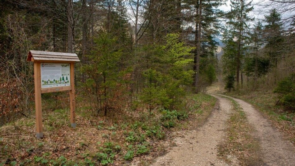 Themen- und Lehrpfad Klimafitter Wald - Gams - Touren-Impression #2.1 | © TV Gesäuse