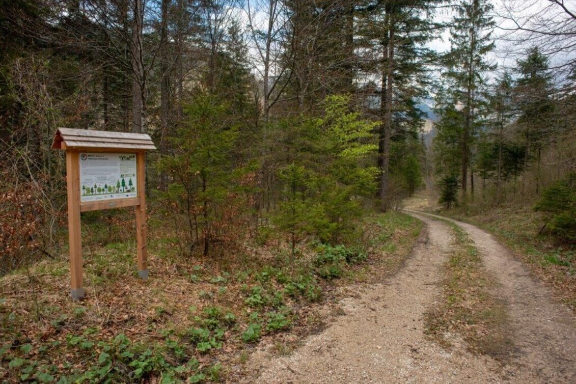 Themen- und Lehrpfad Klimafitter Wald - Gams - Touren-Impression #1 | © TV Gesäuse