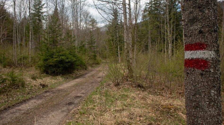 Themen- und Lehrpfad Klimafitter Wald - Gams - Touren-Impression #2.2 | © TV Gesäuse