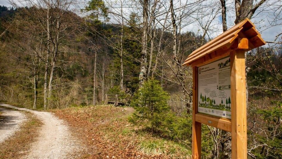 Themen- und Lehrpfad Klimafitter Wald - Gams - Touren-Impression #2.4 | © TV Gesäuse
