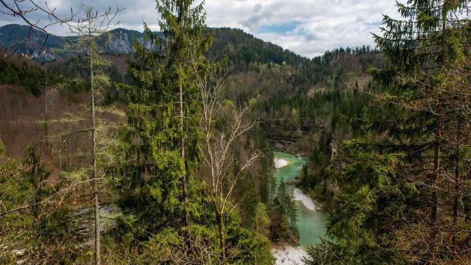 Themen- und Lehrpfad Klimafitter Wald - Gams - Touren-Impression #2.6 | © TV Gesäuse