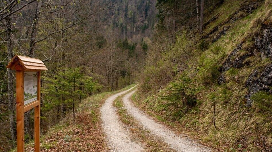 Themen- und Lehrpfad Klimafitter Wald - Gams - Touren-Impression #2.7 | © TV Gesäuse