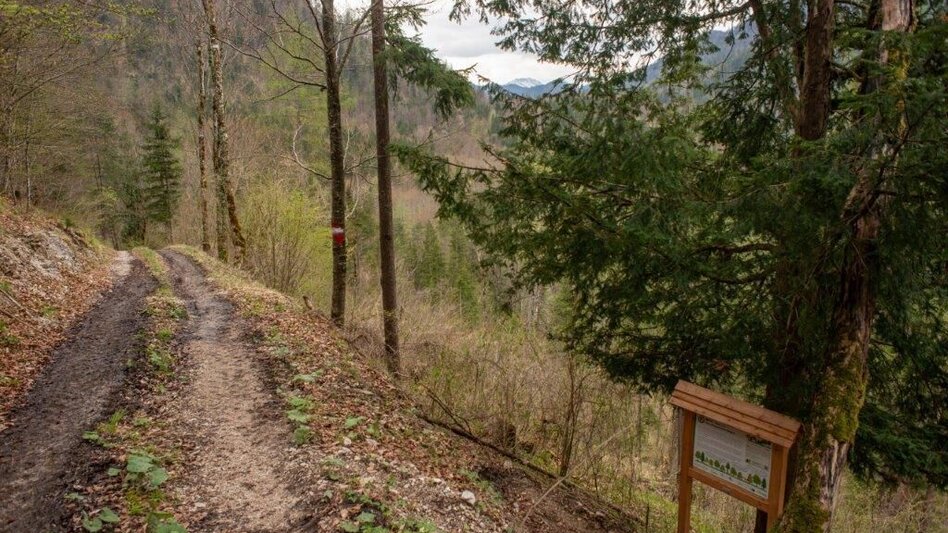 Themen- und Lehrpfad Klimafitter Wald - Gams - Touren-Impression #2.8 | © TV Gesäuse