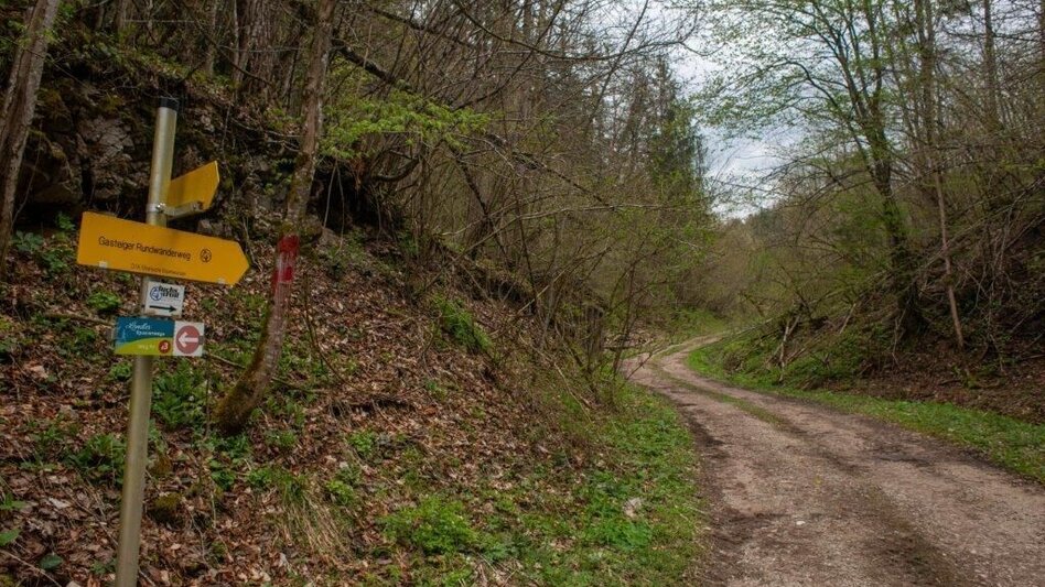 Themen- und Lehrpfad Klimafitter Wald - Gams - Touren-Impression #2.9 | © TV Gesäuse