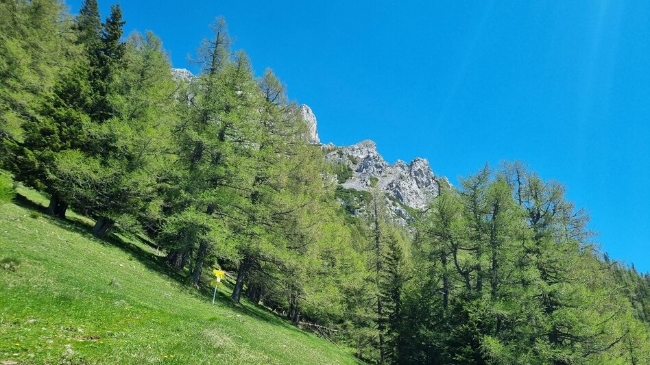 Mountain Hike Karreralmgrat to the Rax in the Mürzer Oberland Nature Park - Touren-Impression #2.3 | © TV Hochsteiermark