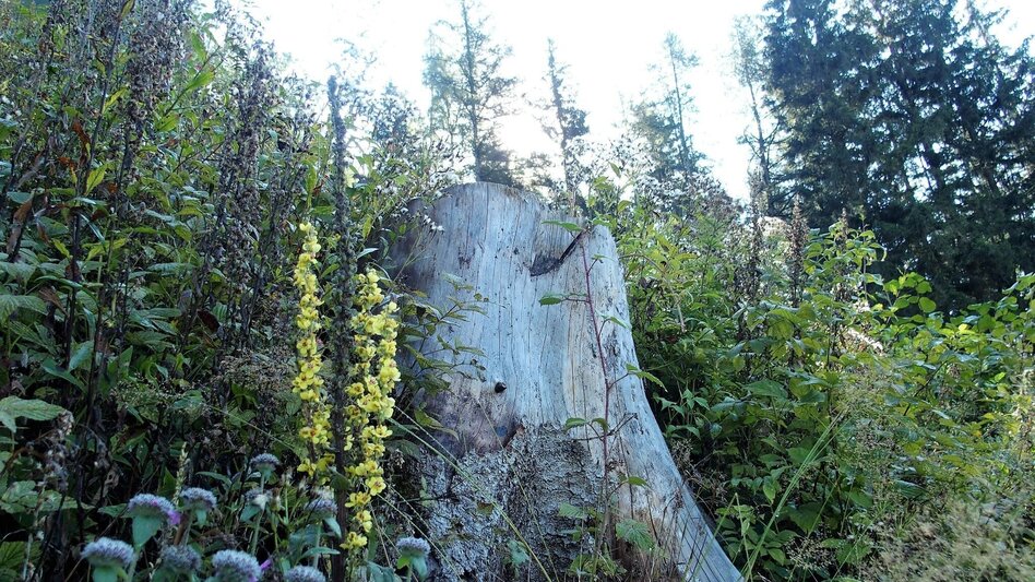 Hiking route Lieglsteig - Touren-Impression #2.5 | © FVV  Tragöß - St. Katharein