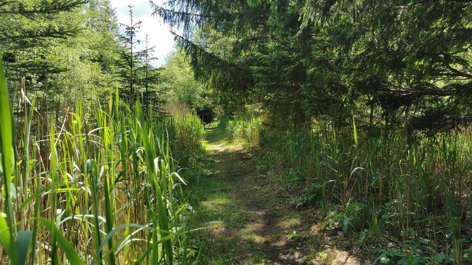 Hiking route Lamingsteig - Touren-Impression #2.4 | © FVV  Tragöß - St. Katharein