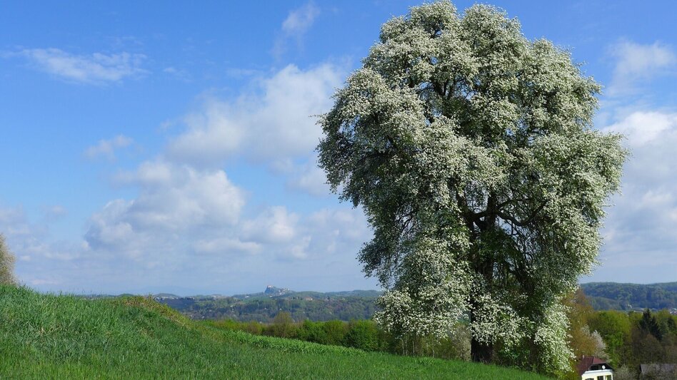 Wanderung LEITERSDORF Kornleitenweg: Wandern für Alt und Jung in Feldbach - Touren-Impression #2.1 | © Miteinander aktiv Feldbach