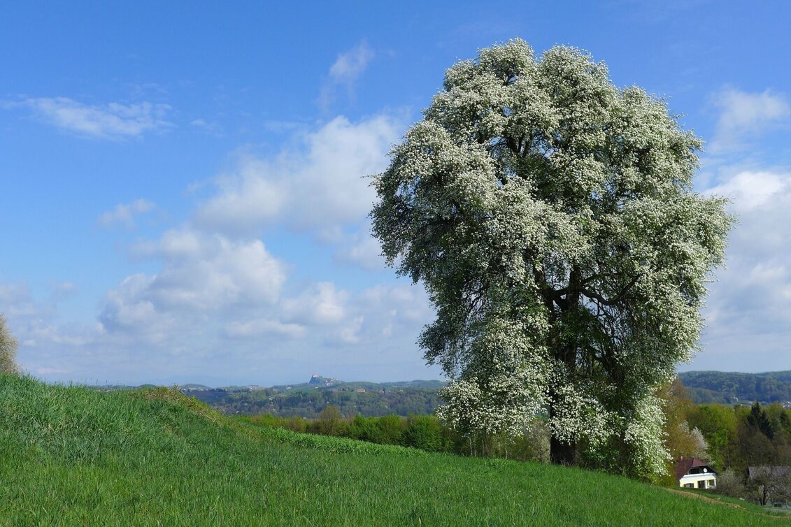 Wanderung LEITERSDORF Kornleitenweg: Wandern für Alt und Jung in Feldbach - Touren-Impression #1 | © Miteinander aktiv Feldbach