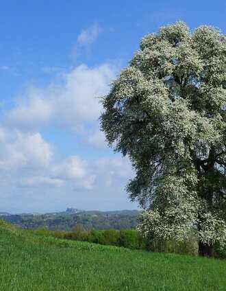Blick zur Riegersburg | Stadtgemeinde Feldbach | © Miteinander aktiv Feldbach