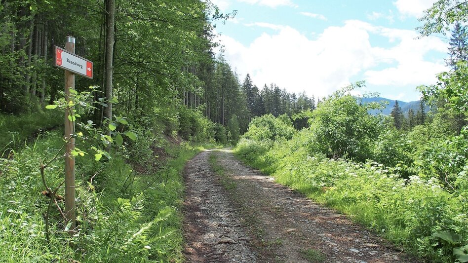 Wanderung Brandweg - Touren-Impression #2.1 | © FVV  Tragöß - St. Katharein