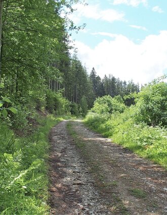 Am Brandweg | Michaela Muster | © FVV  Tragöß - St. Katharein