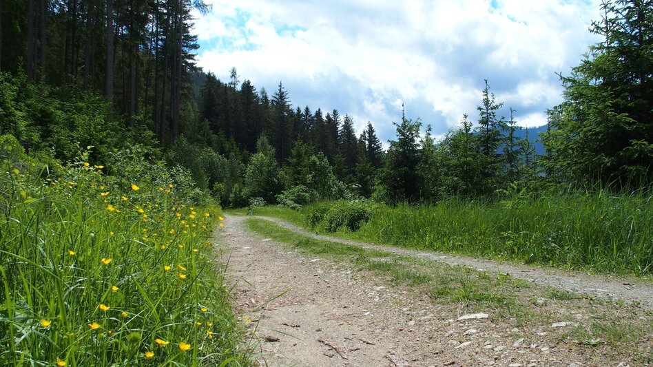 Wanderung Brandweg - Touren-Impression #2.3 | © FVV  Tragöß - St. Katharein